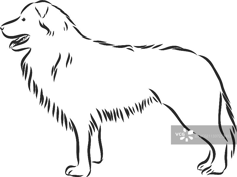 黑色手绘边境牧羊犬（已隔离）图片素材