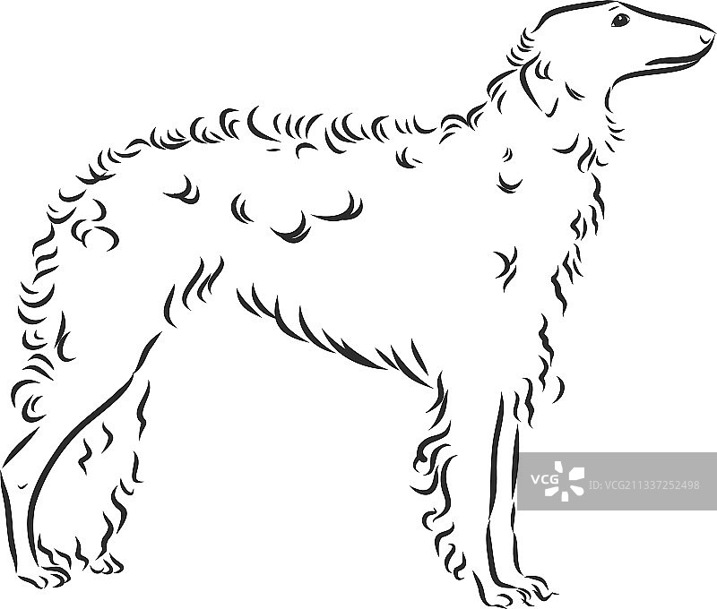 俄罗斯猎狼犬图片素材