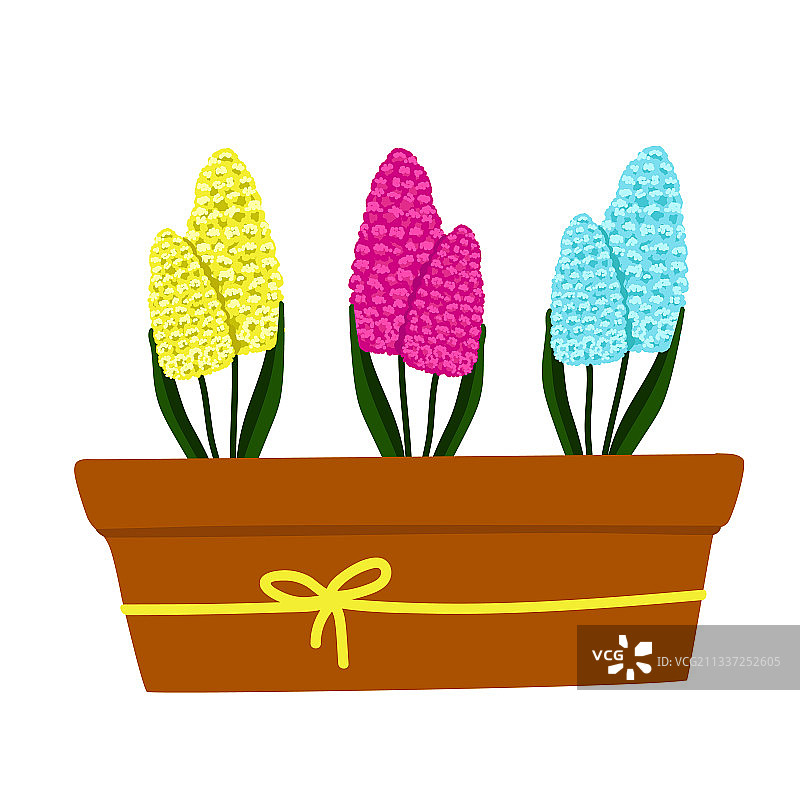 黄色蓝色和紫粉色风信子图片素材