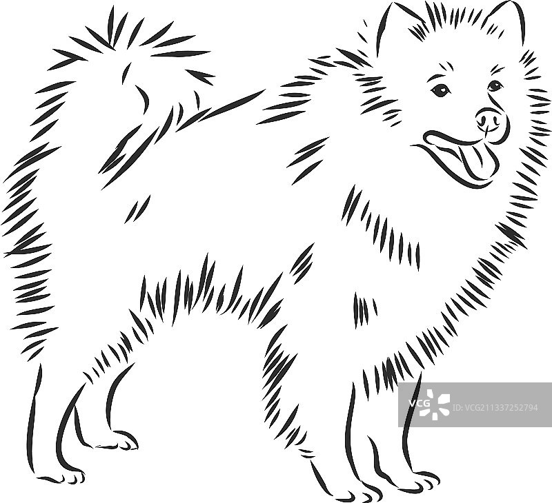 狼尖嘴犬素描家犬轮廓图片素材