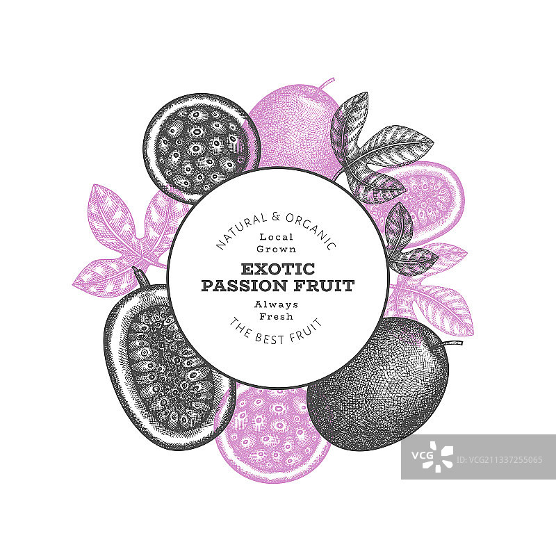 手绘素描百香果banner图片素材