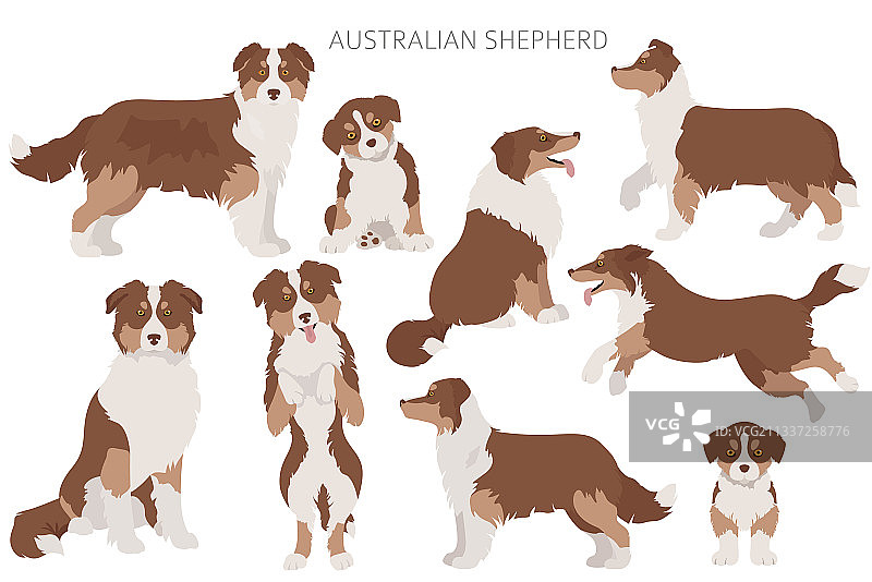 澳大利亚牧羊犬品种颜色集图片素材