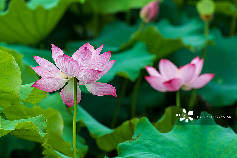 荷花特写图片素材