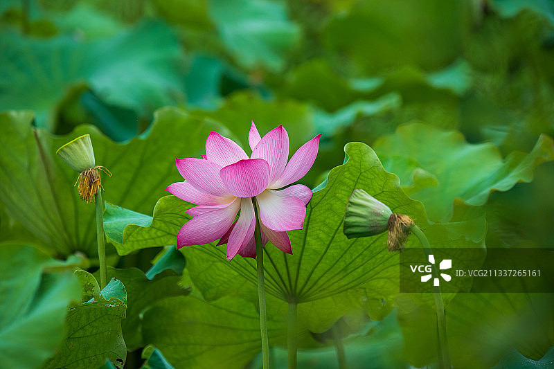 荷花特写图片素材
