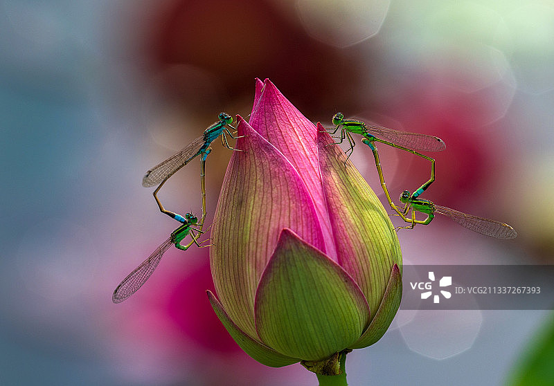荷花与豆娘特写图片素材