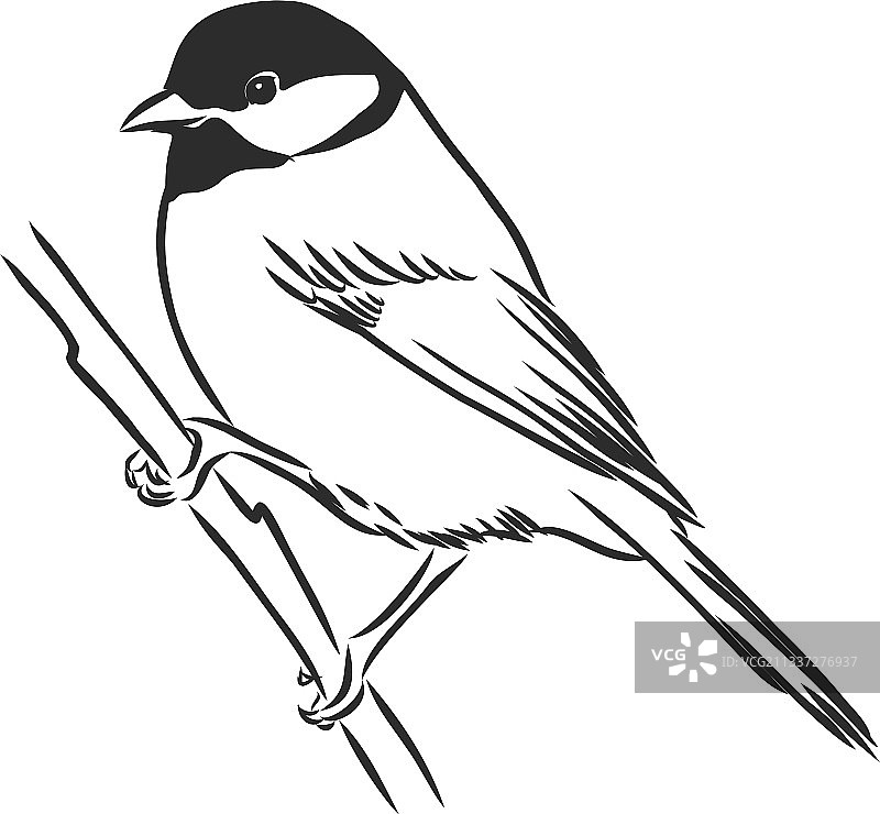 黑白雕刻 isolated 山雀图片素材