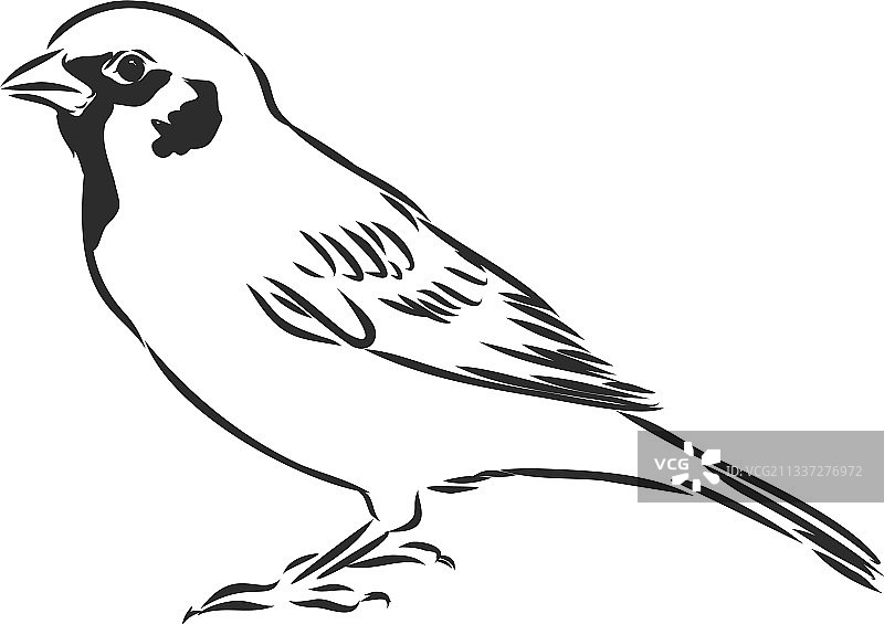 麻雀鸟雕刻风格图片素材