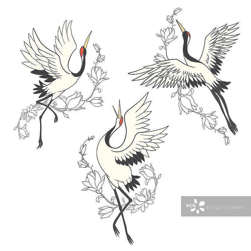 鸟类合集：仙鹤与白鹳图片素材