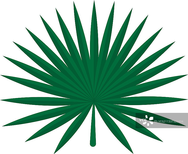 扇形棕榈叶图片素材