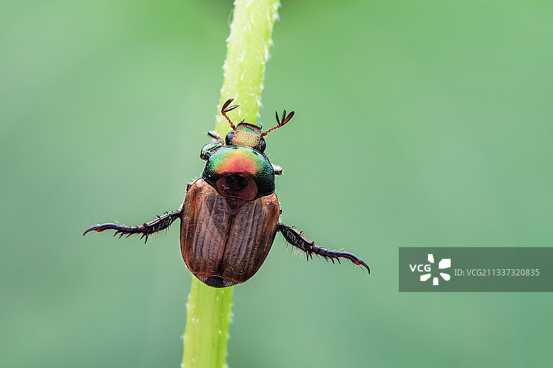 手舞足蹈------金龟子图片素材