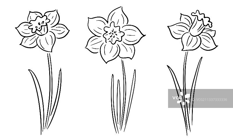 手绘水仙花图片素材