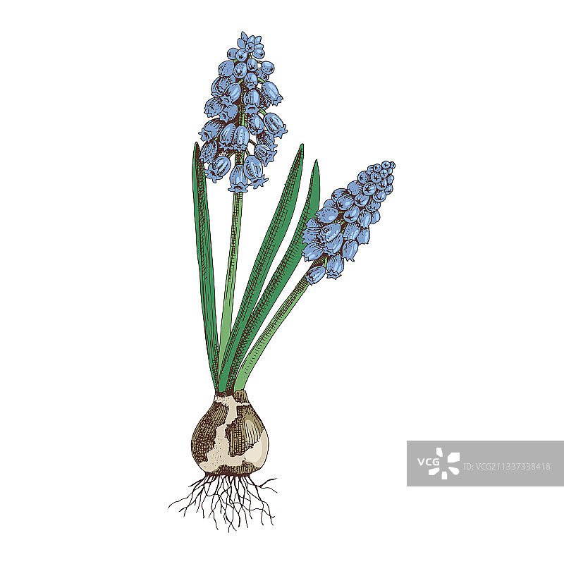 手绘蓝色葡萄风信子图片素材