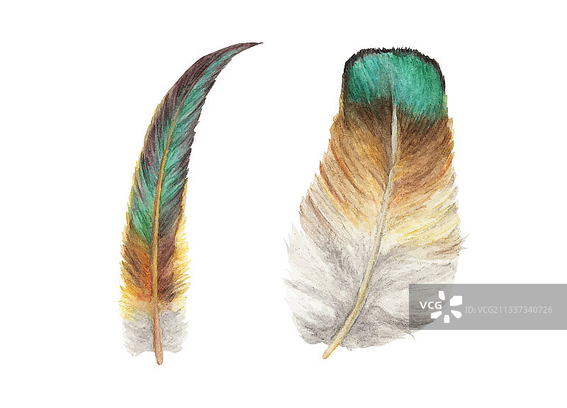 鸟羽波西米亚风格翅膀水彩图片素材