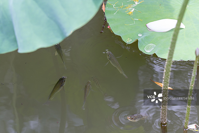 荷塘里的鱼自由自在地游泳图片素材