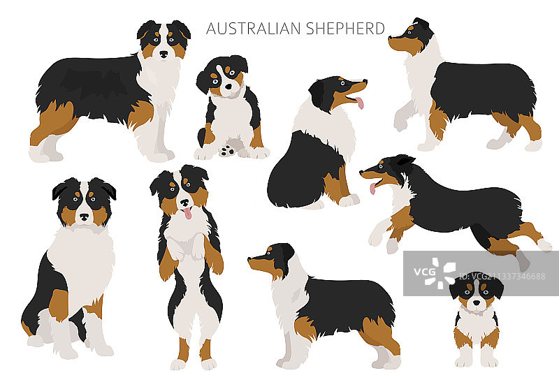澳大利亚牧羊犬品种颜色集图片素材