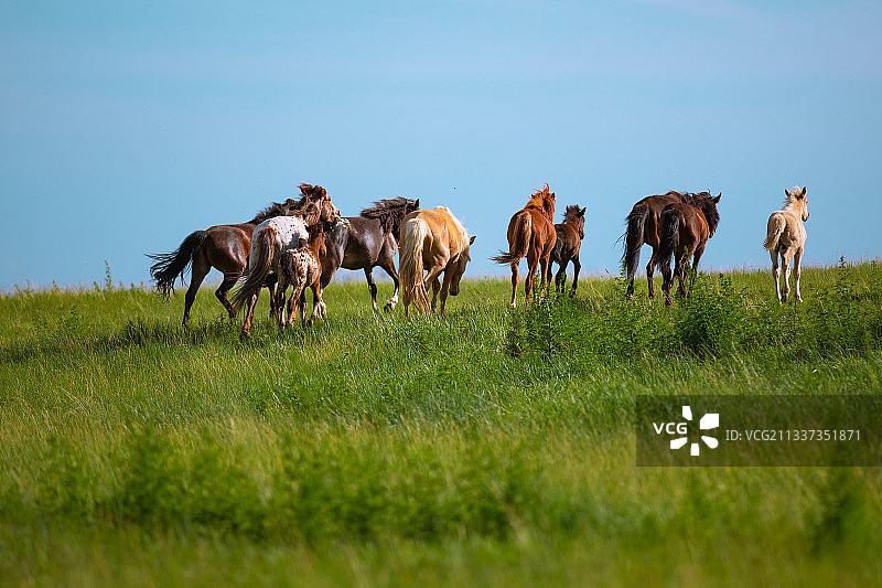 敕勒川草原文化旅游区 呼和浩特图片素材