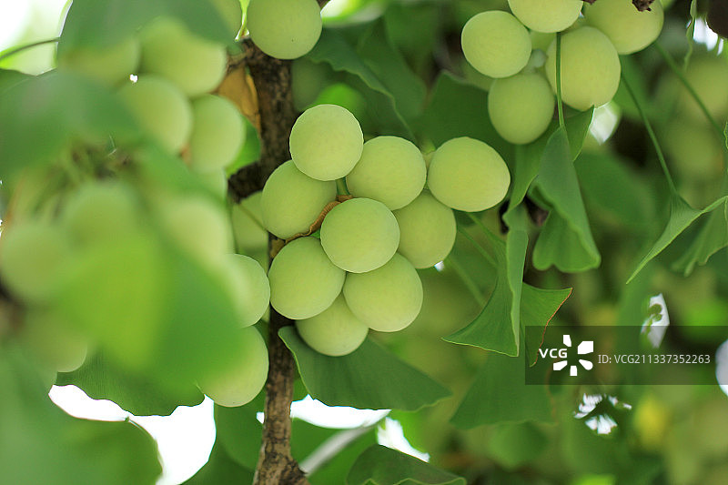 挂满枝头的银杏果图片素材