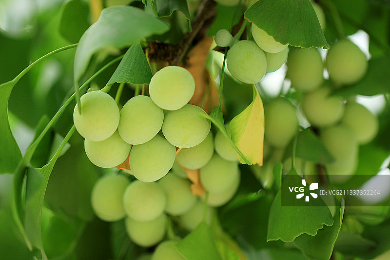 挂满枝头的银杏果图片素材