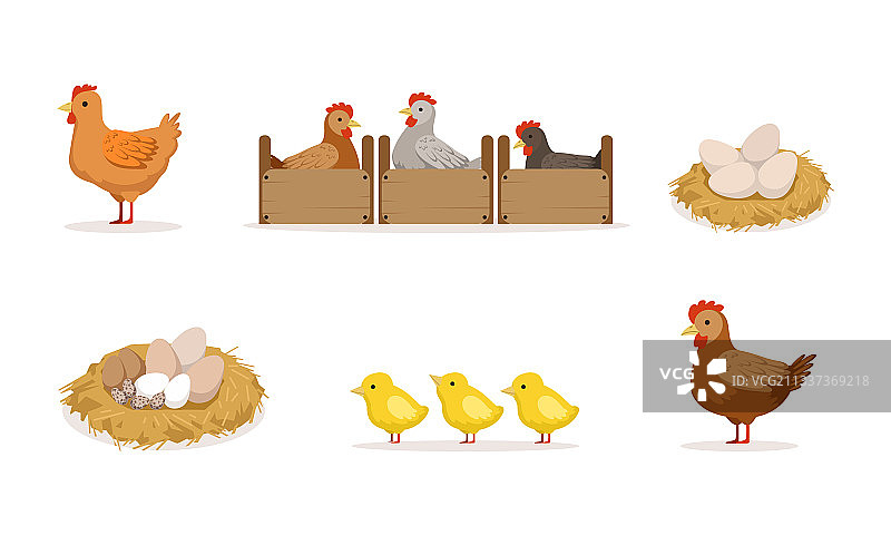 家禽养殖母鸡巢中孵蛋图片素材