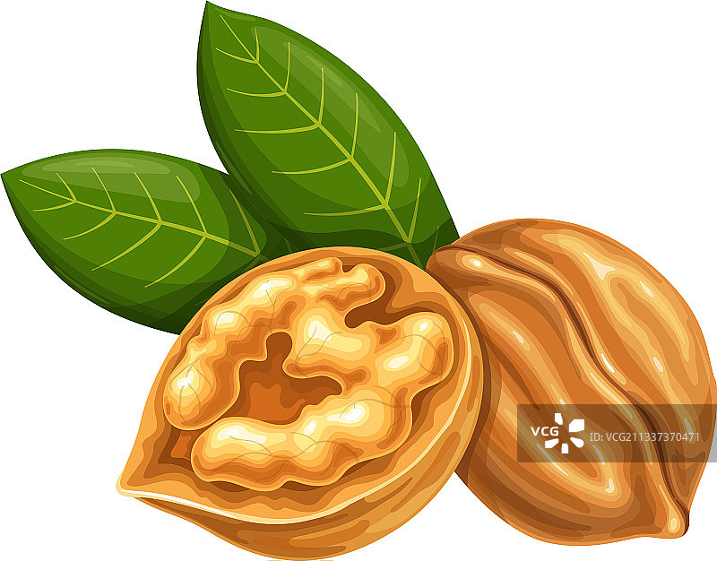 带叶子的核桃图片素材