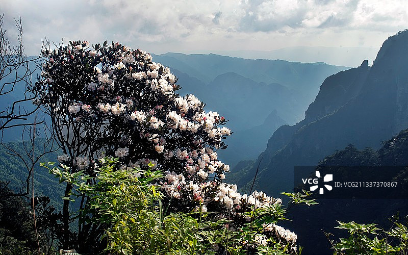 金秀圣堂山变色杜鹃图片素材