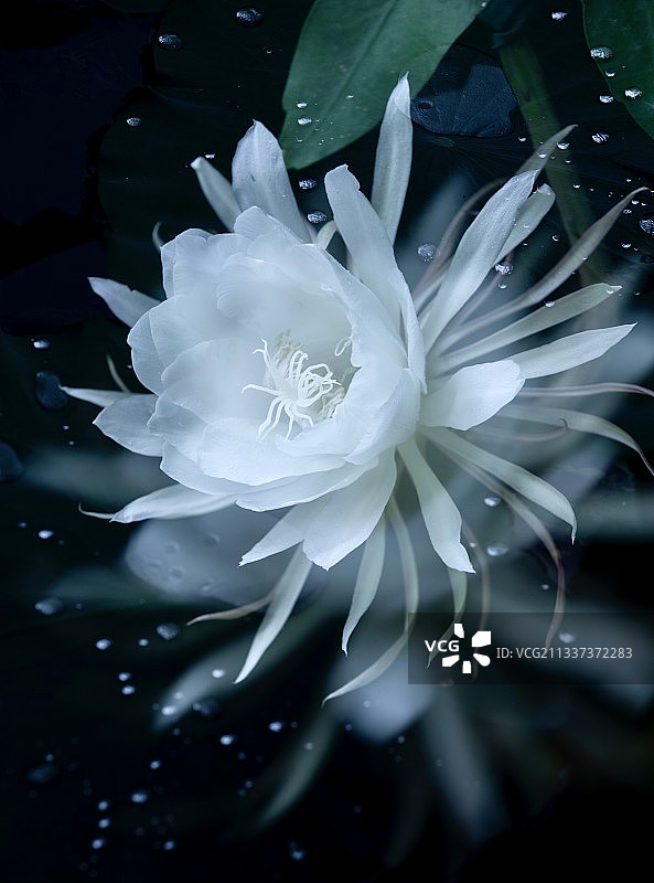 月夜芳华图片素材