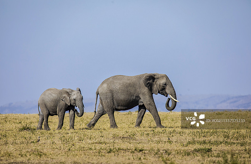 非洲肯尼亚马赛马拉草原草原的大象母子图片素材