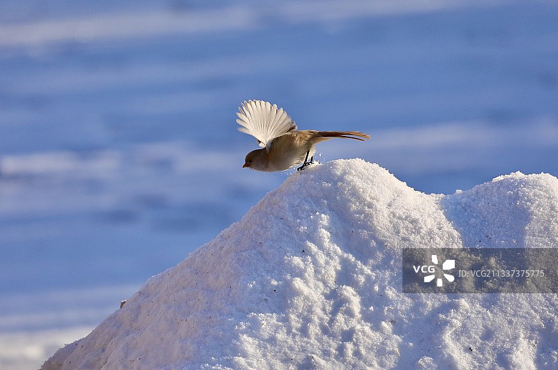 文须雀图片素材