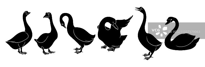 手绘剪影天鹅图片素材