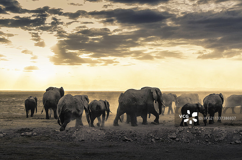 日落下的象群，非洲肯尼亚安博塞利国家公园图片素材