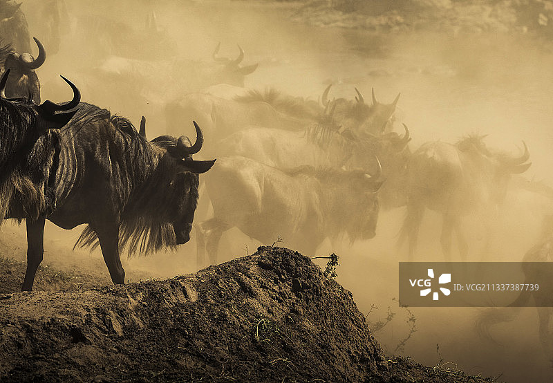 肯尼亚马拉河角马过河，马赛马拉大草原图片素材