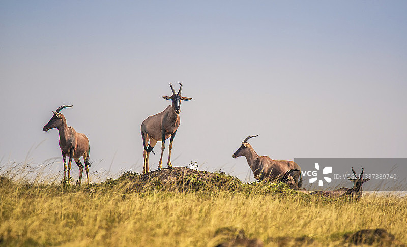 非洲牛羚，肯尼亚马赛马拉国家公园图片素材