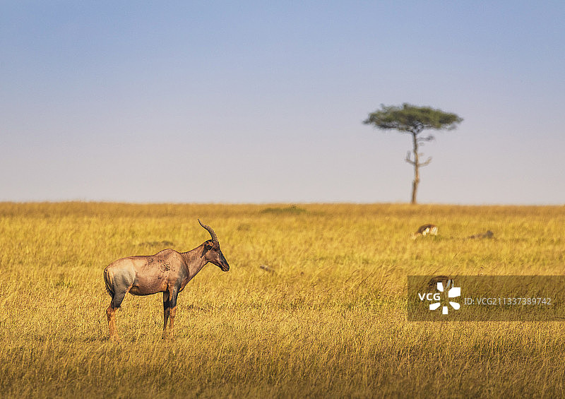 非洲牛羚，肯尼亚马赛马拉国家公园图片素材