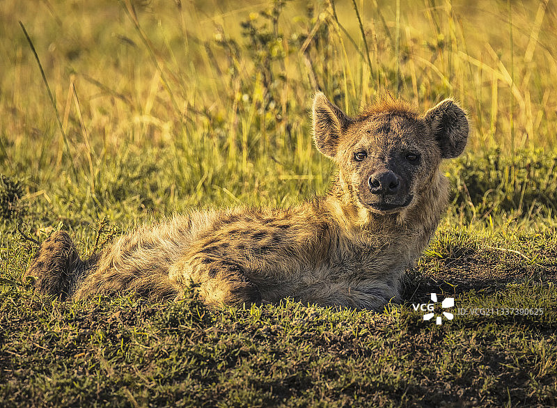 非洲肯尼亚的鬣狗，马赛马拉国家公园图片素材