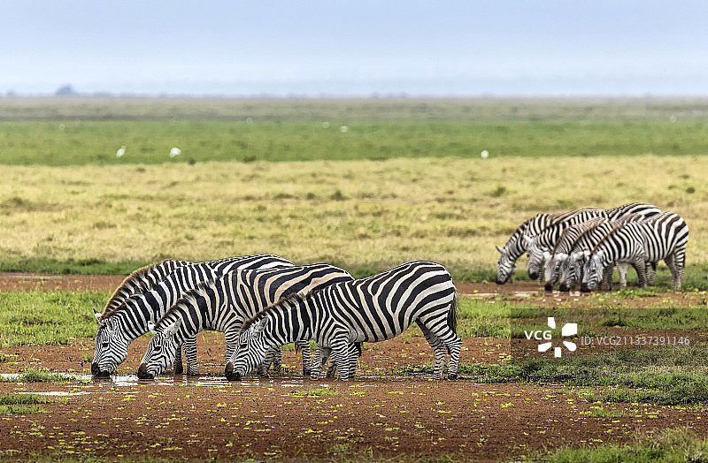 非洲的斑马，肯尼亚马赛马拉国家公园图片素材