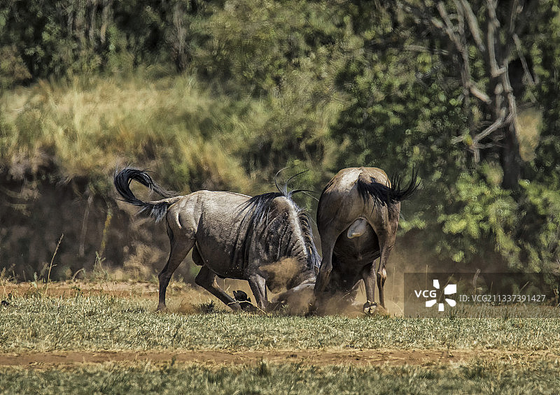 非洲肯尼亚的角马图片素材