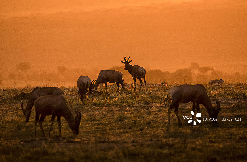 非洲肯尼亚日落下的牛羚图片素材