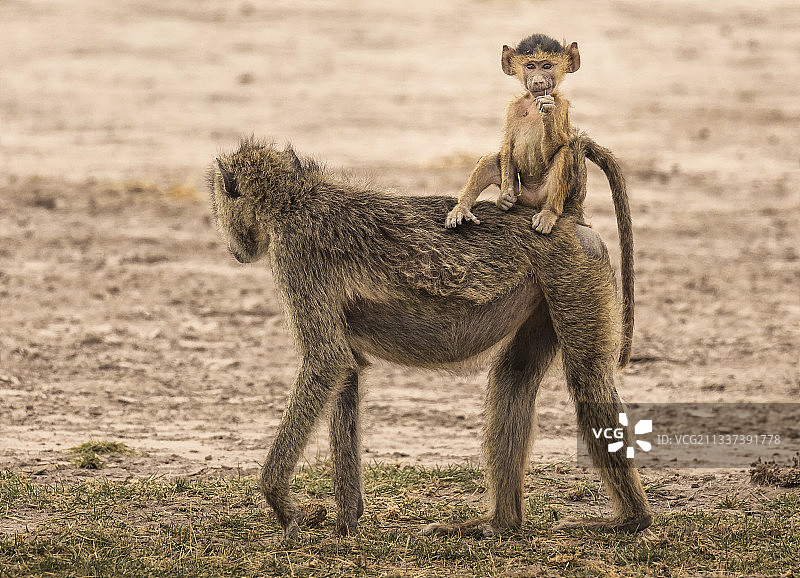 非洲肯尼亚的猕猴图片素材