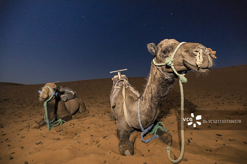 撒哈拉沙漠的骆驼与星空图片素材