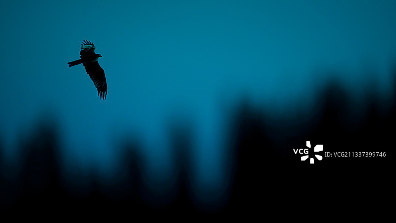 蓝调傍晚森林里的飞鸟剪影图片素材
