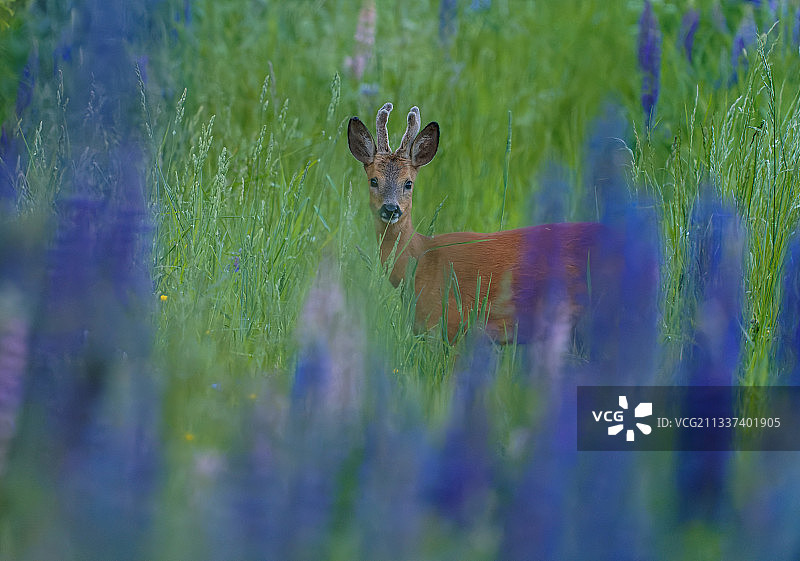 站在森林植物中的狍鹿肖像图片素材