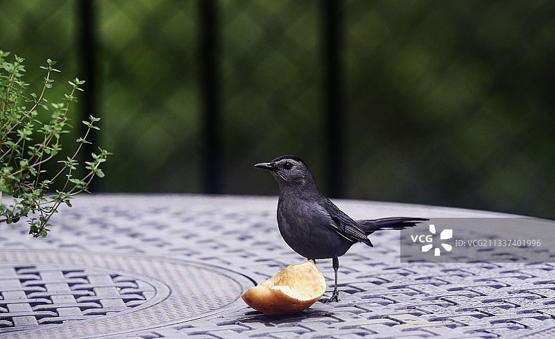 栖息在喂食器上的鸟儿特写，美国佛罗里达州图片素材