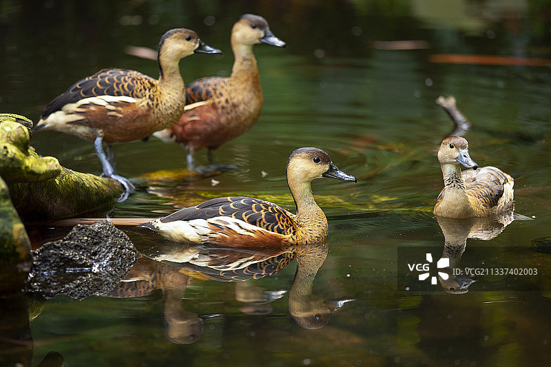 绿头鸭妈妈，巴厘岛，印度尼西亚图片素材