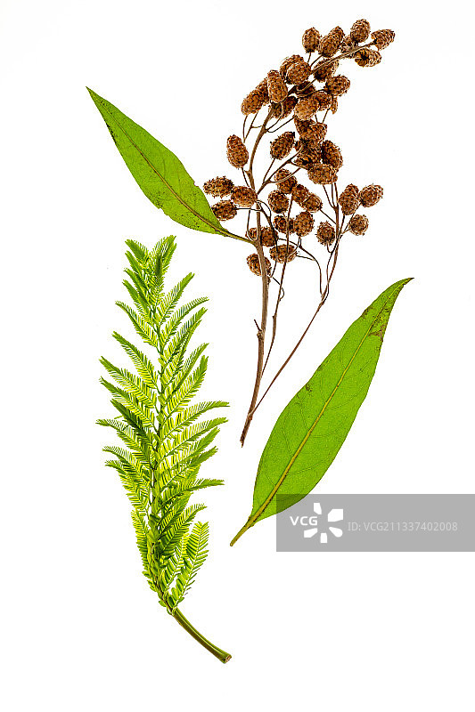 白色背景植物特写图片素材