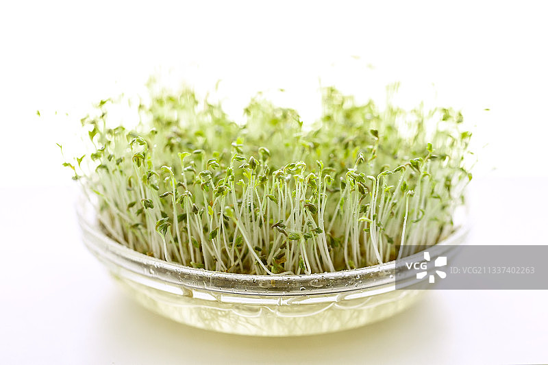 白色背景下的盆栽植物特写图片素材