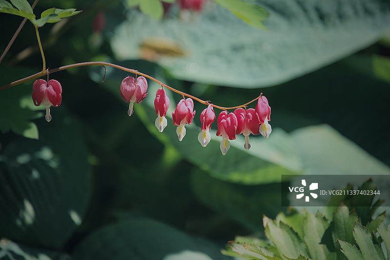 粉色植物特写，美国伊利诺伊州芝加哥图片素材