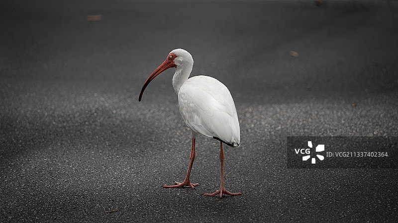 白色朱鹭栖息在路上的特写，佛罗里达州圣彼得海滩，美国图片素材