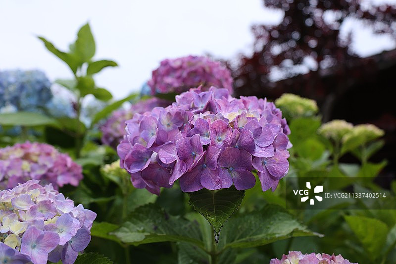 特写的粉红色开花植物图片素材