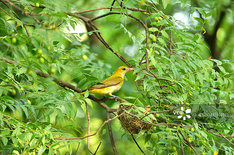 印度哈里亚纳邦邦德西：仰视角度拍摄的鸟类栖息在树上图片素材