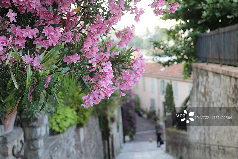 法国戛纳老城区科斯特珊瑚街图片素材